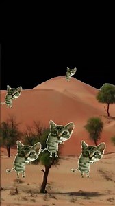 Desert cats