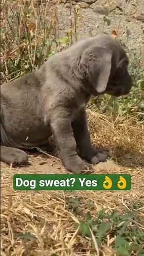 Dog sweat works differently they pant to cool down, not like humans. Keep them hydrated! 🐾 #doggys