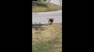 Gunner is revving up for a good time! | My Pet's Brace