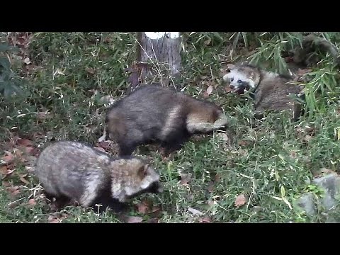 タヌキのけんか （多摩動物公園）Japanese Raccoon Dog Fight