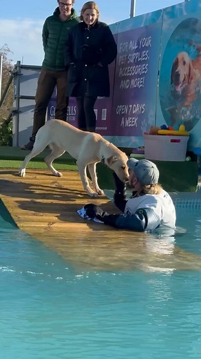6 month old Labrador puppy Maples first swim went really well bless her 🐾💦💕🇬🇧 | Canine Dip and Dive Maldon