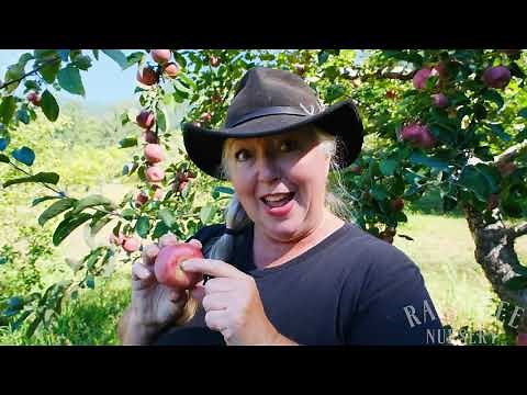 Raintree Nursery Fruit Feature: Red Gravenstein Apples!