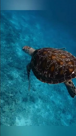 Turtle Shell Superpower Explained