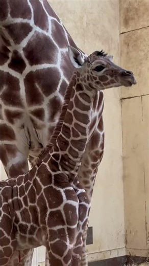 Cute baby giraffe 🦒💛