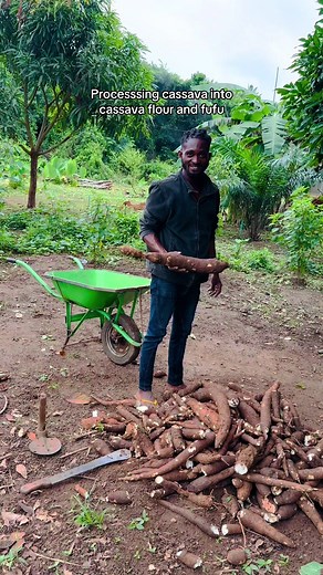 Processing Cassava into Cassava Flour and Fufu
