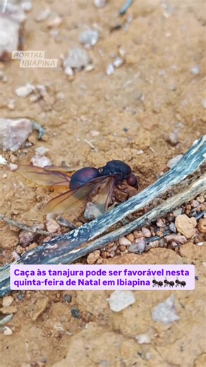 Portal Ibiapina on Instagram: "Quem vai pegar? Caça às tanajura pode ser favorável nesta quinta-feira de Natal em Ibiapina 🐜🐜🐜"
