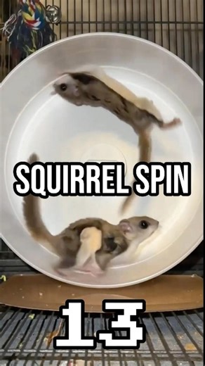 Flying Squirrel Attempts Wheel Entry, Fails Spectacularly