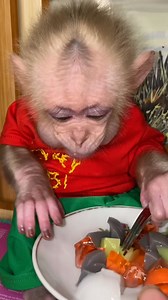 Baby monkey Dorn #babymonkey #monkey #cuteanimal | Monkey nika | Facebook