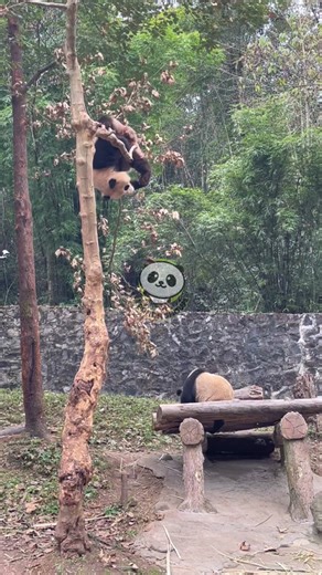 #panda #babypanda #funny #funnyanimals