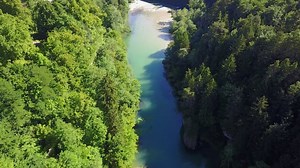 River, Trees, Forest. Free Stock Video