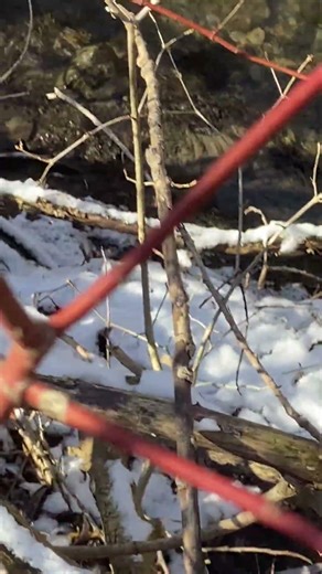 Spawning trout #creek #fishing #fish #troutfishing #trout #rod #bassfishing