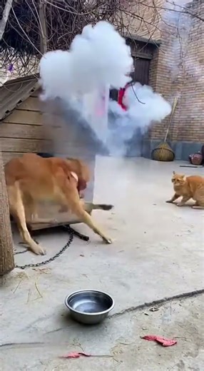 Cat Throws Firecracker Into Dog House! The Explosion Sends Dog Flying 🧨💥 #ExtremePrank #Funny