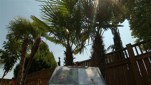 Canada's warming climate has become suitable for different plants