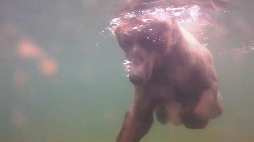 Live Underwater Salmon Camera - Katmai National Park | Explore.org