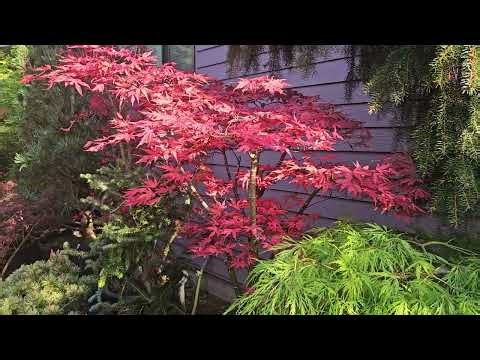 Spring color Japanese maples - Amazing Maples