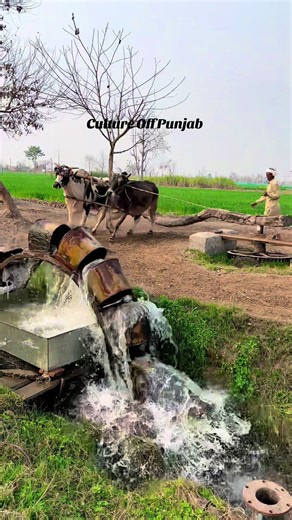 Exploring Punjab's Traditional Water Lifting System