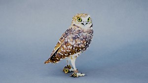 Meet Ruby. She’s got long legs, fabulous speckled plumage and one helluva stare. Sadly, habitat loss means there aren’t too many of her species left. | Great Big Story