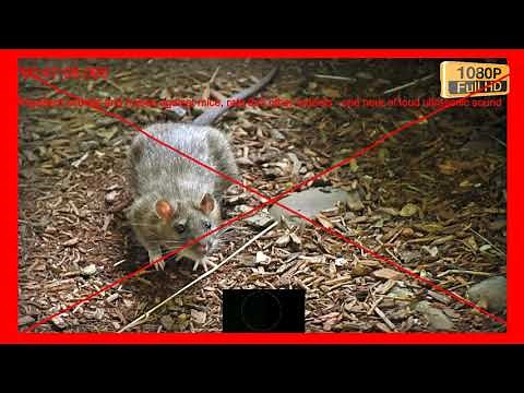 Repellent sounds and noises against mice, rats and other rodents - one hour of loud ultrasonic sound
