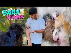 খরগোশের অনেকগুলো কিউট বাচ্চা হয়েছে 🐰