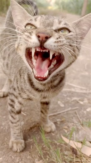 Wild Cat Sounds | Angry Jungle Cat Sound Effect #shorts