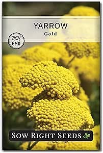 Sow Right Seeds - Achillea Yarrow Gold Flower Seeds for Planting - Flowers to Plant in Your Garden - Non-GMO Heirloom Packet with Instructions - Favorite Perennial to Attract Pollinators (1)