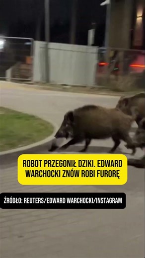 ROBOT PRZEGONIŁ STADO DZIKÓW. EDWARD WARCHOCKI ZNÓW ROBI FURORĘ