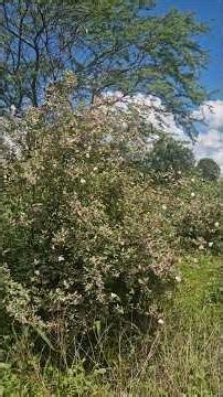 Veja como e lidor a natureza