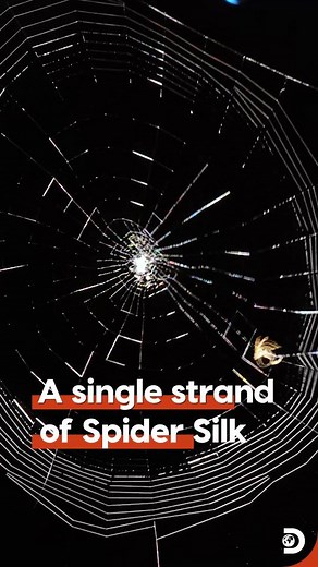 Spider silk is seriously amazing! It's super strong and stretchy, even tougher than steel. Despite their delicate appearance, spiderweb strands are deceptively thin, even thinner than human hair. #DiscoveryChannel #DiscoveryChannelIn #DiscoveryChannelIndia #Spider #SpiderSilk | Discovery Channel India