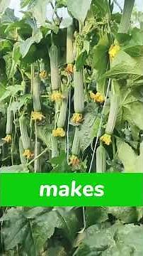Essential Pruning Techniques for Peppers, Beans & More #gardening #tips #shorts