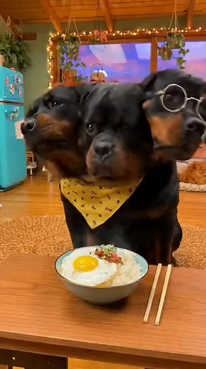 7.1K views · 60 reactions | Almost unbelievable, three-headed | US Monkey Gorilla | Facebook