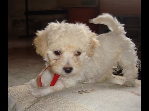 Cachorros Caniche Toy