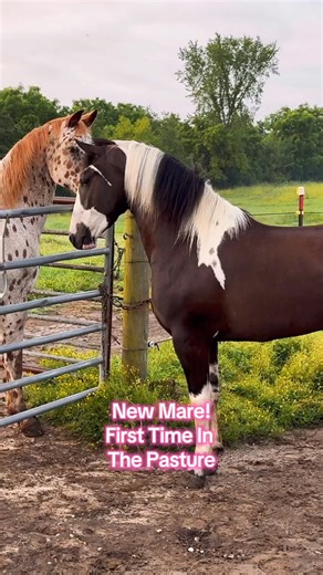 Throwback to When Fantasia first came out of Quarantine! Back in June | Free Spirit Equestrian