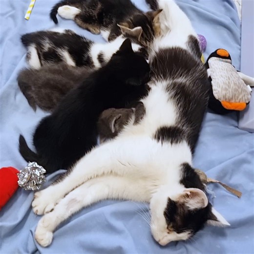 Did you know cats can get pregnant from as young as four months old? Cats will also mate with their siblings! Learn more about the benefits of early neutering: https://www.cats.org.uk/neutering #WorldSpayDay 🐈 Thank you to Cat The Vet and the charities in the Cat-Kind group for supporting this important message. | Cats Protection