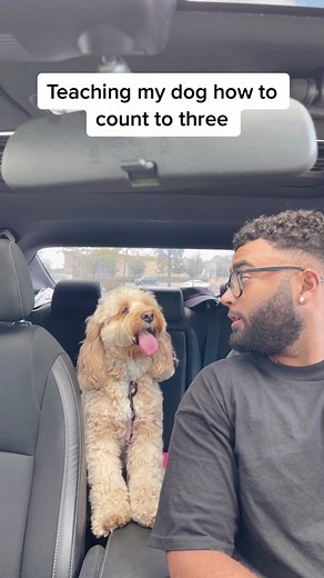 Teaching my Smart Dog Luna to Count to Three