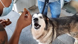 334K views · 1.4K reactions | 2 days after the #surgery, I was allowed to see my #dog, my baby girl, a'Quiya. She is battling #cancer. Thanks for all the prayers. We really appreciate it.❤❤❤ | The Pinoy Dog Whisperer | Facebook