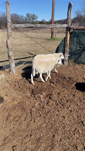 2 ram lambs located in Meridian. 3/4 White Dorper and 1/4 Katahdin. | Jack Christensen | Facebook