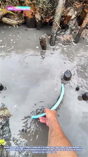 Harvesting the Bounty: Catching Fish with a Plastic Basket in Rice Paddies