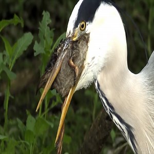Grey heron kill and eat Duck | Loving Hamsters