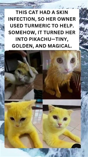 Turmeric Magic Turns Cat into Pikachu 🐾⚡