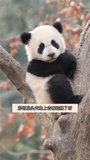 Meet Xiangxiang: The Wolong Giant Panda Base's Cutest Resident