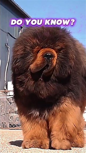 This Dog Can Kill A Wolf 🐕‍🦺 | Tibetan Mastiff Shocking Facts
