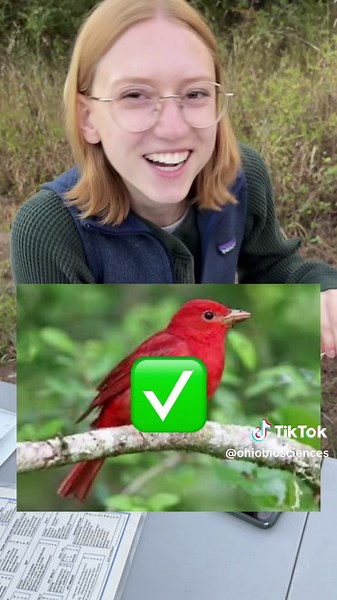 Ornithology Outtakes from September 🐦‍⬛🕵️‍♀️ On Wednesday mornings, ornithology students are up bright and early to birdwatch and learn ecological techniques like bird banding. 📣All instructions are done under proper permits. 🐧Course: BIOS 4710/5710 - Ornithology 🐤Credit Hours: 4 🐦Semester: Fall 🪶Course Description: Bird biology, including discussions on anatomy, physiology, conservation biology, life histories, and role or ornithology in current ecological and evolutionary theory. #ornit