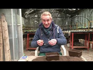 How to grow lobelia from seed part 1 ‪@stinkyditchnursery750‬ Jan ‘22