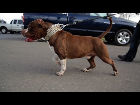 MR. CALIFORNIA: AMERICAN BULLY, BANDOG, OR XL PIT BULL?