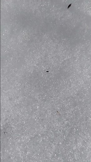 Jumping Snow Flea!