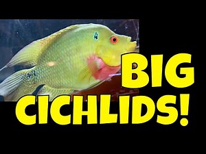 Cichlid Breeding Room Tour - June 2019