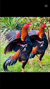 Rajpuri aseel roostar #viral #aseelmurga #shortvideo #rooster