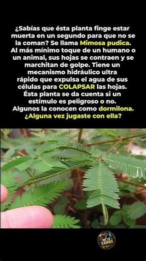 ¡La planta inteligente que FINGE estar MUERTA! 🌿💀😲