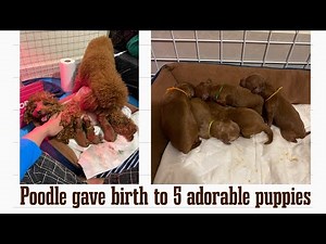 Poodle gave birth to 5 adorable puppies