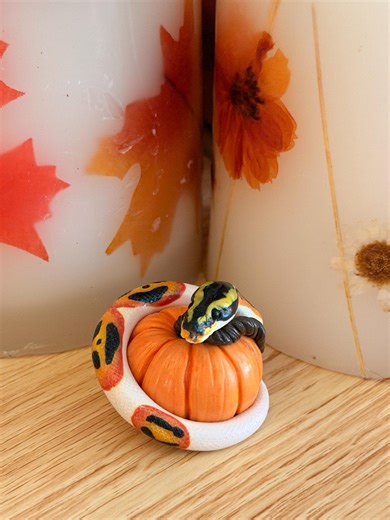 Black White & Orange Piebald Ball Python With Pumpkin Hand Sculpted Decor - Etsy